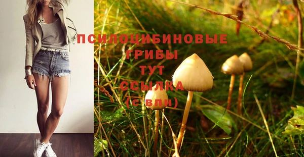 прущие грибы Россошь